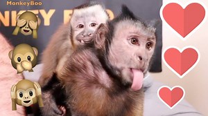 548K views · 10K reactions | MonkeyBoo and little MonkeyHappy have some adorable monkey fun time! ❤️ They talk, cuddle and play keep away with their pet human Pete!  | MonkeyBoo | Facebook