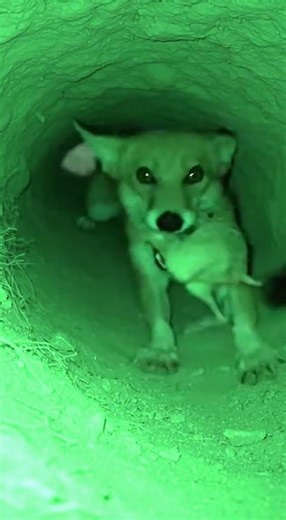 Fox Takes Over Jerboa Burrow During a Nighttime Search 🦊🌙