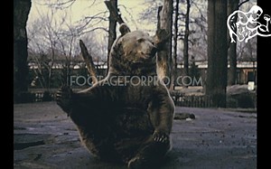 【复古短片】 1972年 西柏林动物园旧片 | 短片分享