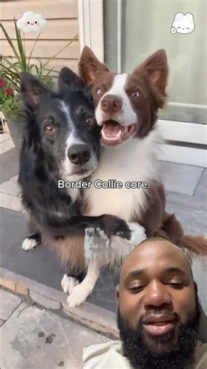 😂 Try Not to Laugh! Funny Dogs vs Humans Compilation #funny #viral