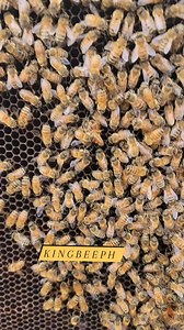 queenbees in a single hive #bees #beekeeping #beefarm | King Bee PH