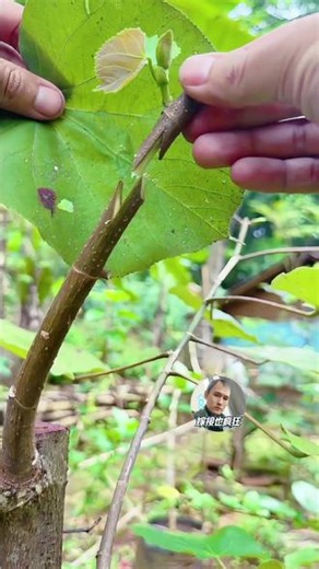 植物嫁接万能技巧，成活率超高！#果树嫁接 #嫁接技术 #嫁接 #抖音新农人 #嫁接教程