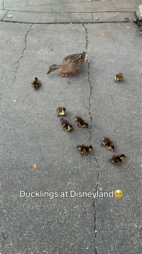 Adorable Ducklings at Disneyland