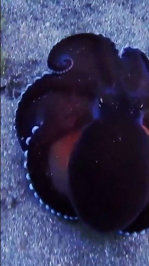 Cute Octopus in the Deep Ocean | Relaxing Underwater Vibes