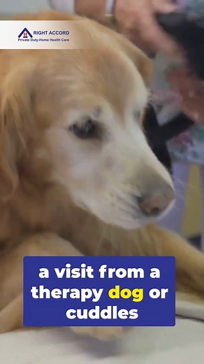 🐾 The healing power of pet therapy is real—and heartwarming. 💙 For many seniors, a visit from a furry friend isn’t just cute—it’s therapeutic. Studies show that interaction with animals can help lower anxiety, improve mood, reduce blood pressure, and even ease symptoms of depression or dementia. Pet therapy offers more than companionship. It provides comfort during difficult moments, connection when words are hard to find, and a sense of purpose through care and interaction. Whether it’s a wag