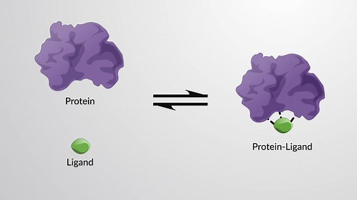 Video: The Equilibrium Binding Constant and Binding Strength