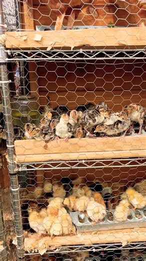 The Secret Behind These Super Laying Chickens