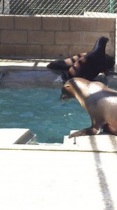 49 reactions | Check out these playful pinnipeds! Pinniped means...