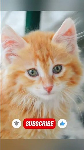 Ultimate Cat Meme Compilation | Funniest Cats Ever#CatMemes #FunnyCats #CatVideos