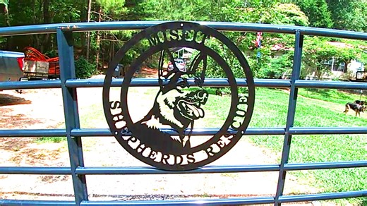 4.6K views · 283 reactions | Aggressive Shepherds Wanted! | Misfit Shepherds | Facebook