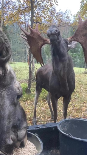 Moose magic at Swedish Moose Park Skullaryd Älgpark #moosefoto