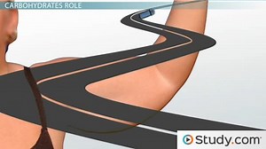 Lipogenesis | Definition, Process & Function