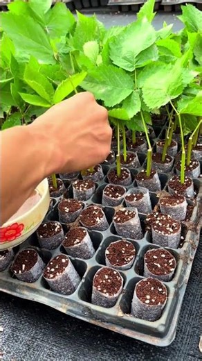 Propagating raspberries and roses by cuttings.#farming##rurallife#vegetables#agriculture#plants