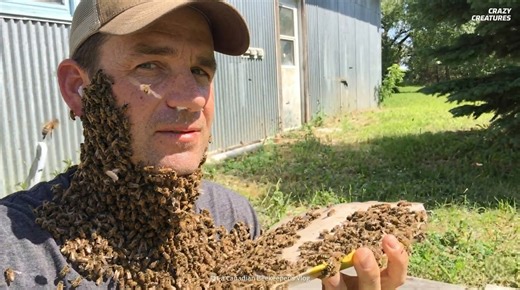 Watch what happens when thousands of bees swarm a human without attacking