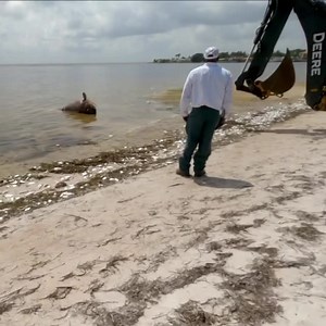 255K views · 279 reactions | removing this giant Goliath Grouper due to the effects of Red Tide in City of St Petersburg @seethroughadventures #spearfishing_reviews | Spearfishing Reviews | Facebook