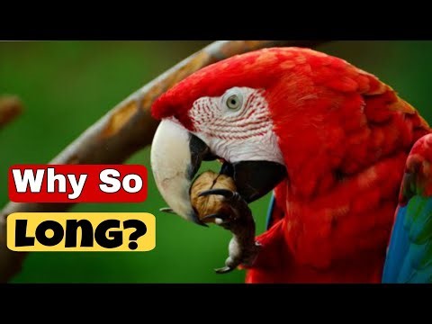 Why Parrots Can Live 70+ Years | Longer Than Dogs & Cats!