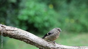 Video clip of a young Juvenile Eurasian Bullfinch (Pyrrhula pyrrhula) as it hops along a branch with a green foliage background. Yorkshire, UK