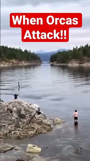 ORCAS- The Killer Whale