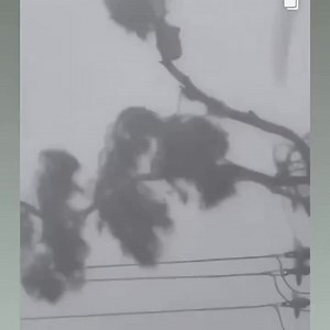 12K views · 681 reactions | How much can a koala bear? Spare a...