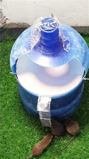 Unique Easy Mouse Trap Using Cardboard Box #shorts #Mouse