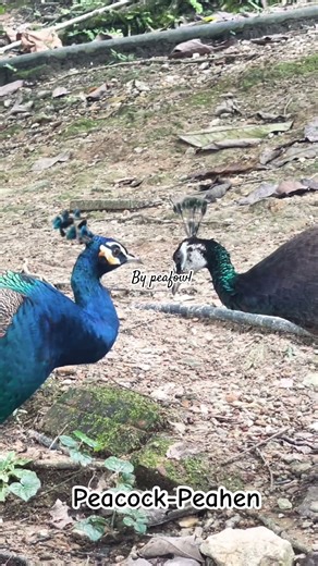 Peacock-Peahen #animals #birds #peacock #peahen #animallife #incredible #birdsoftheworld #beautiful