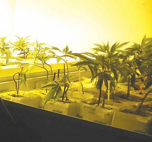 Call for marijuana rules divides Colorado pot industry