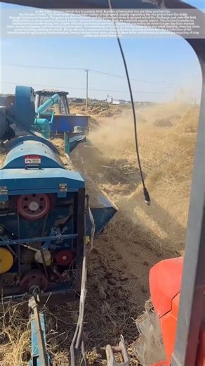 Rice threshing site, the power of efficient machinery!