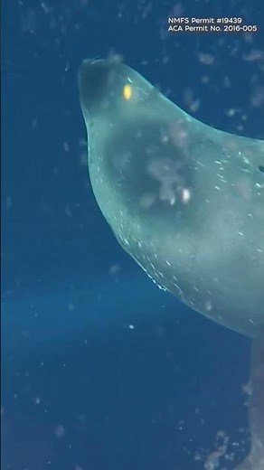 Hear Weddell seals calling beneath Antarctic ice