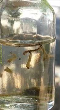 Brazilian Students Create Natural Gel That Wipes Out Dengue Larvae in 36 Minutes