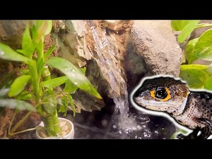 We Built A Waterfall In A Bioactive Tank! | Crocodile Skink Bioactive Setup