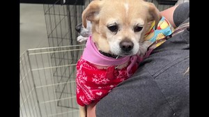 These two Stuffed Animals 😂 are in desperate need of foster or adoption together 🐕🐕🙏🏠 BONDED siblings just looking for a home that can open thier Heart to these sweet souls. They are both easy going and promise to not take up too much room Please ask us here about more information about them Please SHARE to help them find a home 😃❤️ | Lucky Chi Dog Rescue