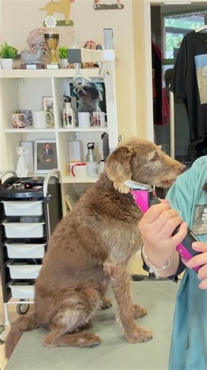 #grooming #hundesalon #pets