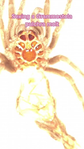 Discovering the Gender of Tarantulas: A Fascinating Exploration