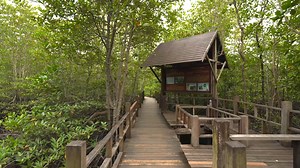 4K Relaxing Nature Walk - Mangrove