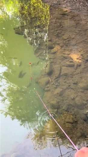 How NOT to Catch Turtles: A Fun & Hilarious Guide