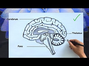 Human Brain Diagram Drawing 🧠