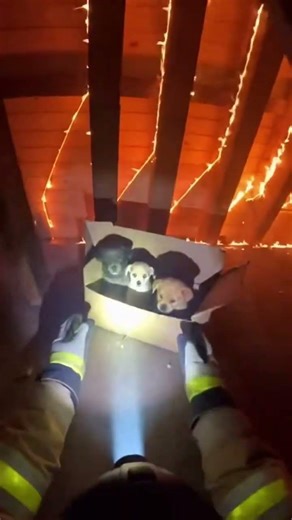 He saved THREE puppies at once 🚒🐾🐾🐾