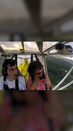Cat Climbs on Airplane