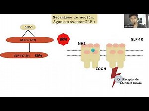 Agonista del receptor GLP 1: mecanismo de acción