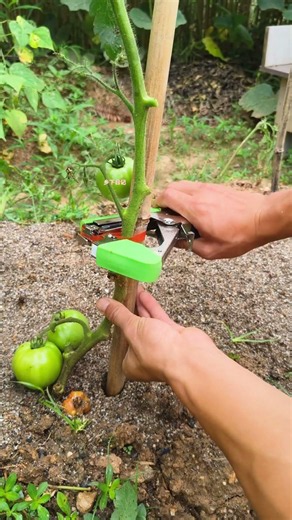 Precision Tomato Support: Mastering the Tying Tool #shorts
