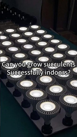 Can you grow succulents successfully indoors? Absolutely! #succulent #growlight