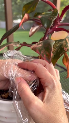 1M views · 4K reactions | Brought my Philodendron Strawberry Shake...