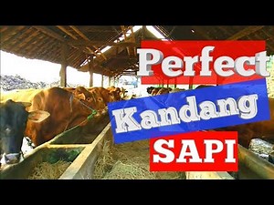 PETERNAKAN SAPI POTONG AUSTRALIA | gede berotot