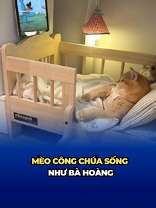 419K views · 6.2K reactions | Chill girl chính hiệu: mèo công chúa sống như bà hoàng, ngủ chăn bông, xem ipad cả ngày! #tintuc #news #funnyvideos #VietnamRoadToMissCosmo #UniCorp #UniMedia #UniNetwork | Vietnam Road To Miss Cosmo | Facebook