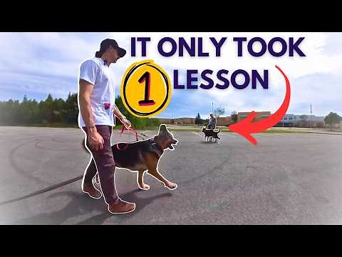 Reactive Dog Ecollar training - full lesson