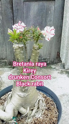 Adenium bunga tumpuk 🌹 1 pohon 4 warna 👍 #fyp #reels #Adenium | Tarji