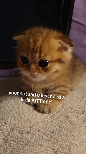Adorable Kitty GIF Compilation for Cat Lovers