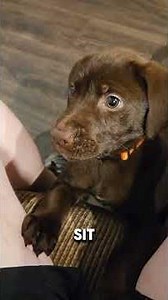 Training a Chocolate Lab 🍫 🐕 #funny #dog