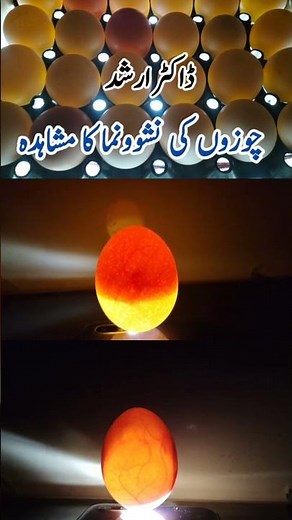 What is Candling and Why is it So Important | Dr. ARSHAD