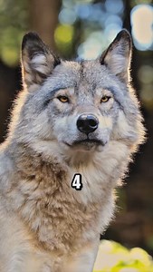 4 cosas que la mayoría de gente desconoce sobre los lobos #wolf #lobo | Descubrimientoanimal